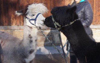 Tiergestützte Gruppentherapie für Kinder