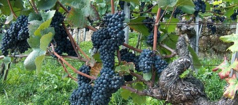 Geschichte des Alkohols Geschichte des Alkohols